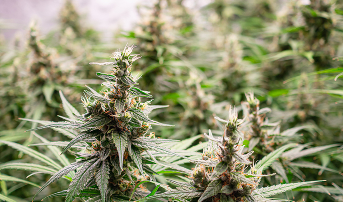 Cannabis plants growing in a garden.