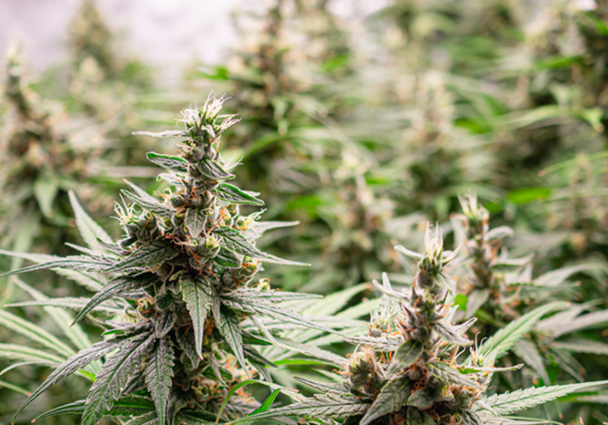 Cannabis plants growing in a garden.